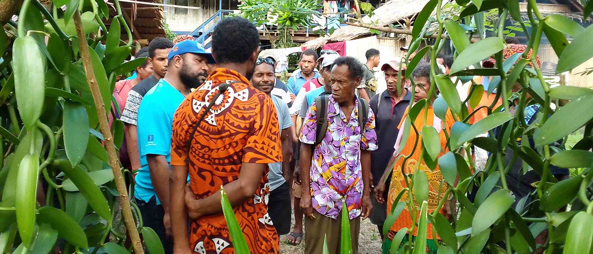 Vanilla growers participating in an in-garden training session on Fergusson Island.
