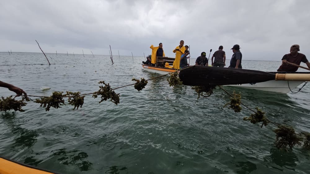 Visitors and local growers inspecting seaweed at Netuli Island, September 2025.