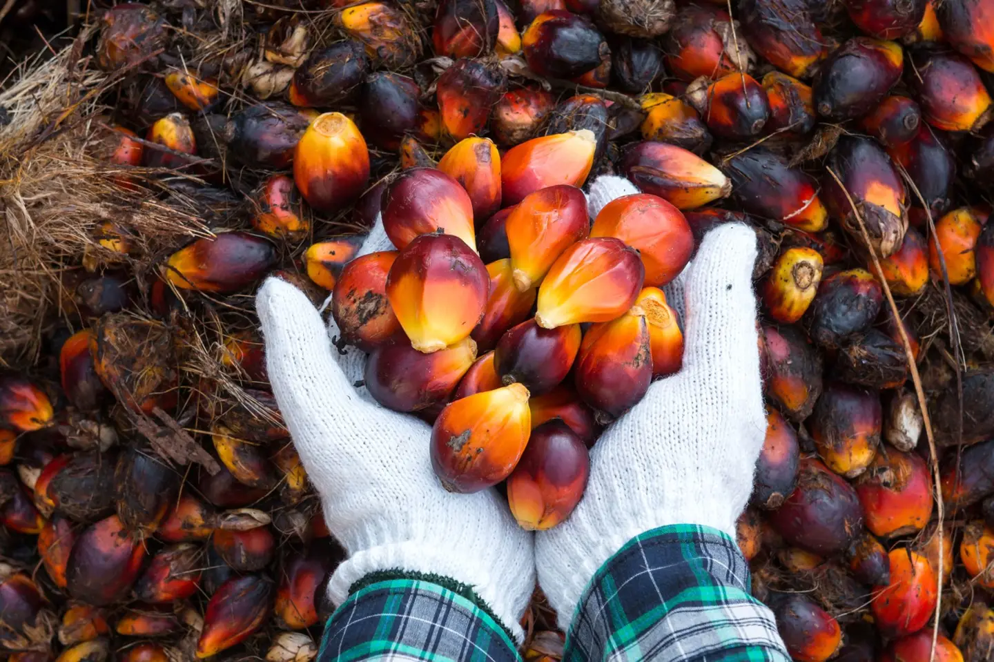 Oil palm fruit pictured on NBPOL’s corporate website; estate location not specified.
