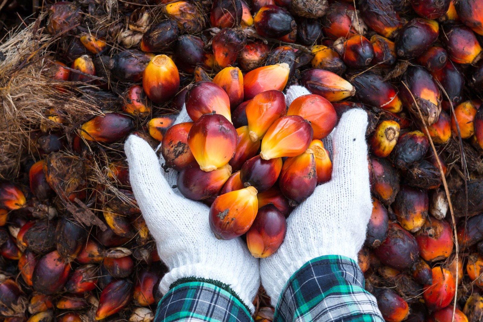 Oil palm fruit pictured on NBPOL’s corporate website; estate location not specified.