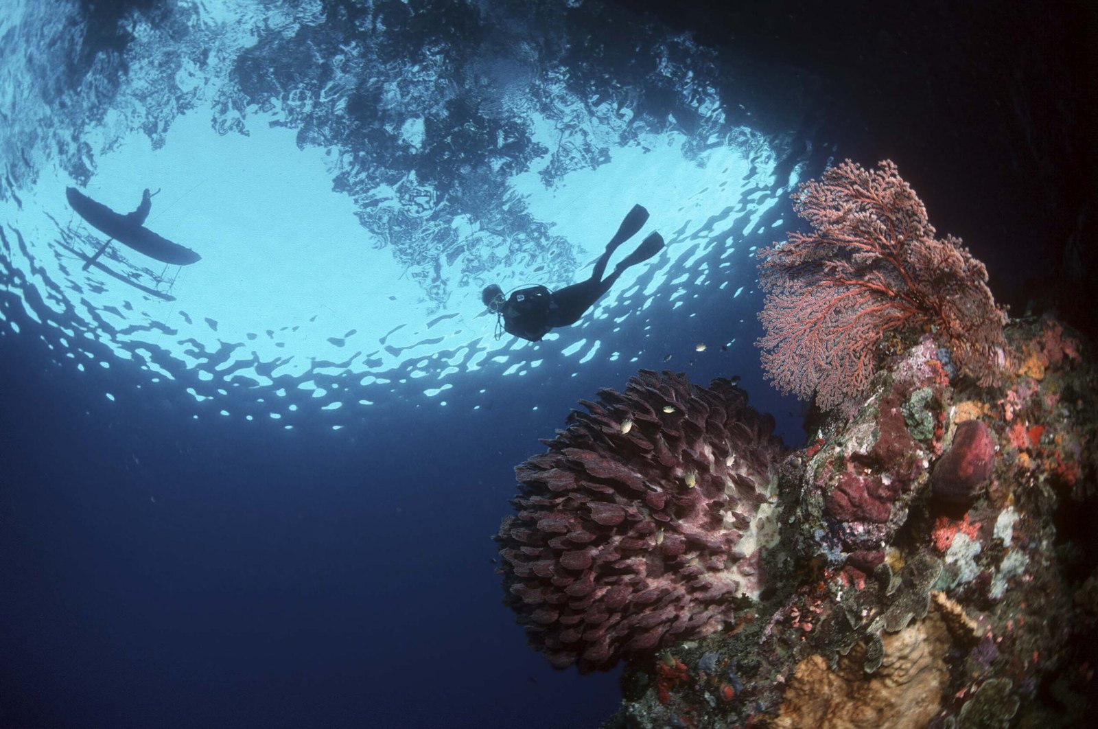 Diver and reef scene featured on MV Oceania’s Milne Bay page.