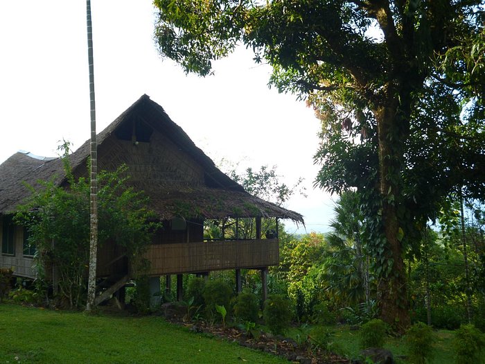 Elevated Ulumani Treetops Rainforest Lodge among the trees